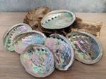 Abalone Shell Natural Large Sea Shells Unpolished 3 Sizes Available 10-13cm