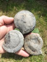 3 X PREPARE YOUR OWN AMMONITE NODULES FOSSILS YORKSHIRE JURASSIC DACTYLIOCERAS