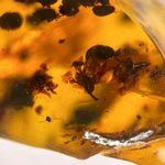 FLOWER in Burmese / Burmite amber fossil / 100% genuine amber 