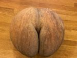 Coco De Mer Coconut Seychelles Nut Seed. UK based.
