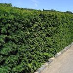 25 English Yew 30-40cm Hedging Plant,4yr old Evergreen Hedge,Taxus Baccata Trees