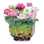 Lotus Mix Flower Seed Hand Picked Aquatic Plants Water Garden 30 Seeds Hot