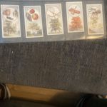 OGDENS OVERSEAS-FULL SET- BRITISH TREES AND THEIR USES 1927 (25 CARDS) 