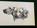 RhodesianRidgeback  Print 11x17 Limited Edition By Martha Van Loan