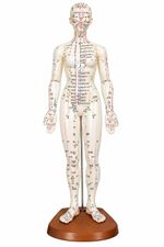 Female Acupuncture Model 48cm | Meridian & Acupoint Model
