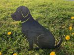 Labrador Sitting Metal Dog Rusty Garden Art Silhouette Ornament Mild Steel
