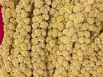 Millet Spray Bulk Aviary Bird Food Treat Seed Grain Cage - Nutritional Small