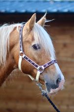 Padded Headcollar / Halter - Shetland Pony Cob Full Extra Full