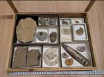 Vintage Fossil Collection Trilobite Ammonite Orthoceras Wooden Display Case