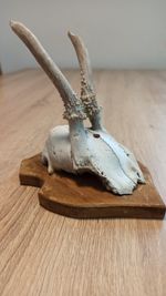 vintage Real  Skull with Horns, white bone, animal skull. Original