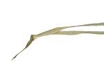 Nature's Neck Comfort, Non-medicated Neck Relief, Alternative Neck Comfort