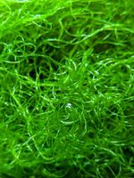 Chaetomorpha Refugium Algae Approx. 500ml - Chaeto - Fast Growing and PEST FREE!