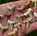 1 Shark Tooth Fossil Pendants Cretolamna Otodus 70 MillionYear UK Quick Postage✔