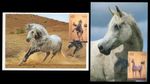 QATAR 2025 Maximum Card Katara City Cultural Heritage Arabian Horses Cheval Dhow