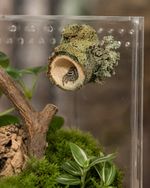 spider/reptile hide Wooden Log  with magnets Jumping Spider 10 MM 🕷 Enclosure