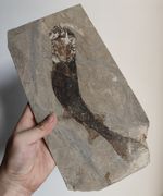 Big Ancient Fish Fossil Slab, Well‑Preserved Fish Skeleton Fossil Rock Sample