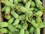 2026 season Organic Green Cobnuts Kentcobs Hazelnuts