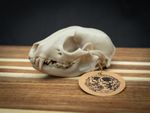 Life Size Raccoon Skull Replica – Realistic 3D Printed Bone Model Display