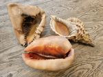 3 Large Vintage Conch Shells: Bullmouth Helmet, King Helment, Triton's trumpet