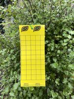 10 x Large Yellow Greenhouse Sticky Traps - Catch Multiple Flying Insect Pests