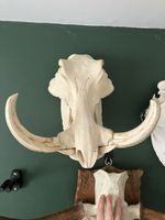Nice Warthog With Big Tusks Skull Taxidermy Oddity