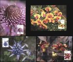 Australia 2015 Wildflowers (Maxi Cards Set. Mint)