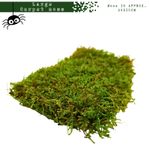 Live Carpet moss for Isopods, Tarantulas, frogs & natural bio display enclosures