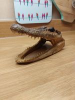 Taxidermy Alligater Head
