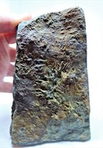 Triassic Rhaetic Crab Grazing Cruziana Traces Fossil Bone Bed Gloucestershire UK