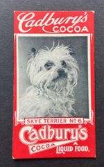 Extremely Rare Cadbury's Cocoa Dog Series #6 Skye Terrier