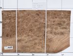 Burr Elm Veneer real wood. 24 sheets @ 44cm x 26cm Log 16 Bundle 64.