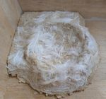 SOFT Swift Cup Concave Natural Swift Nest Insert with Feathers Anti-Roll Sides