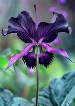 Imported Bat Lily Flower Bulbs for Home Gardening Pack Of 2 Bulbs (VIOLET)
