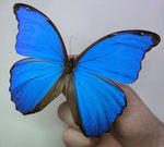 Giant Blue Morpho. Morpho Didius. A-/A2 Set Specimen. Wings Spread.