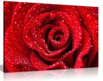 Red Rose Dew Water Drops Canvas Wall Art Picture Print