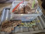 Complete Bioactive Starter Setup | 10L Tub, Isopod, Millipede, Invertebrate