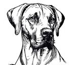 Rhodesian Ridgeback Personalized Embroidered T-Shirt
