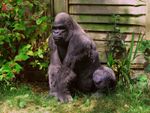 LARGE SILVERBACK GORILLA, Vivid Arts Real Life Like Home/Garden Ornament. Size A