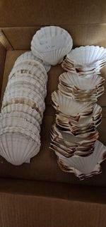 40x Scallop Shells 13+ Cm Natural Sea Shells for Crafts Home Decor Aquarium