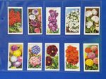 Will's Cigarette Cards GARDEN FLOWERS (1938) Set of 50 in plastic sleeves
