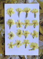 Pressed Dried Primrose Flower Heads, for Arts Crafts Resin x 16