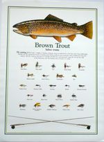 Brown Trout Fly Fishing Print Poster