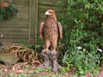 GOLDEN EAGLE, LARGE & VERY REALISTIC, Incredible Vivid Arts Real Life, Size A