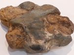 Ossification Fossilized Bone Tendon 2 Kg Formation -  Paleohistologist's Dream