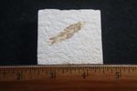 Eocene Green River Shale fish fossil on matrix - Knightia alta #6