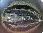 Pennsylvanian Carboniferous shark coprolite poop in nodule polished Scotland #2