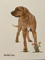 Rhodesian Ridgeback Original Watercolor Painting By Sandra Coen In Flowers