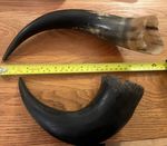 Vintage Cow Horn Ethically Sourced Cow  38cm +31cm  Nice Colours