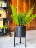 DIPAMKAR Black Plant Pot Stand Metal Plant Stand with Pot for Indoor Outdoor Use