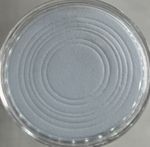 10 x Coin Storage Protective Clear 40mm Capsule + White Adjustable Foam Insert